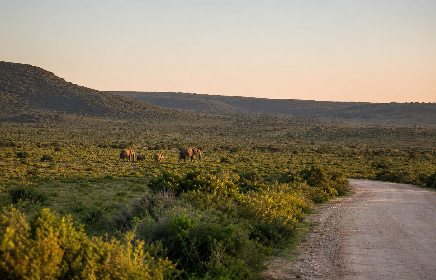 Addo Elephant Park Garden Route Guide